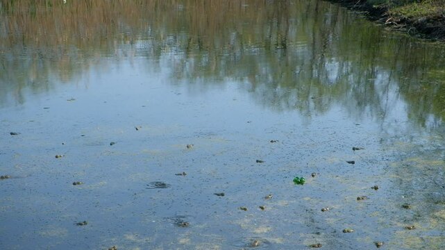 reeds in the water strit 20224 2023