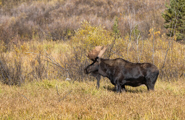 Bull Moose in the rut in Autumn in Grand Teton National Park Wyoming