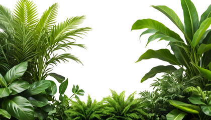 Vibrant green foliage, showcasing various tropical plants. Palm fronds, ferns, bananalike leaves, and other lush greenery create a vibrant natural scene against a white background.