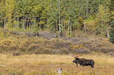 Bull Moose in the rut in Autumn in Grand Teton National Park Wyoming