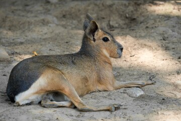 Patagonian Mara