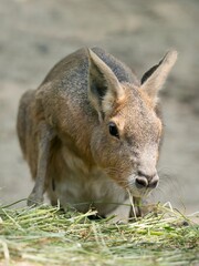 Patagonian Mara