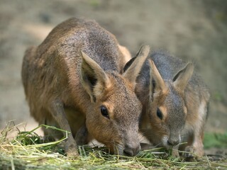 Patagonian Mara
