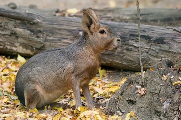 Patagonian Mara