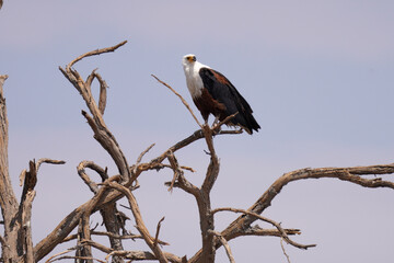 Aigle pêcheur dans la réserve de Moremi le long du delta de l'Okavango au Botswana