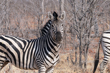 Zèbres dan la réserve de Moremi, le long du delta de l'Okavango au Botswana