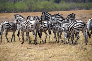 Zèbres dan la réserve de Moremi, le long du delta de l'Okavango au Botswana