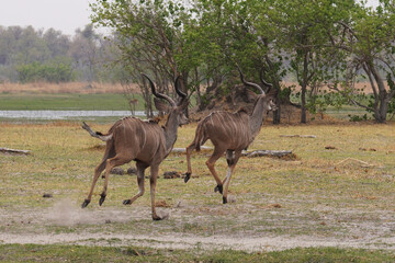 Koudous dans la réserve de Morémi, le long du delta de l'Okavango au Botswana