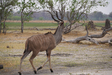 Koudous dans la réserve de Morémi, le long du delta de l'Okavango au Botswana