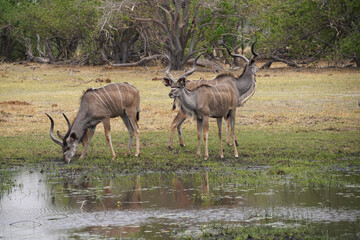 Koudous dans la réserve de Morémi, le long du delta de l'Okavango au Botswana