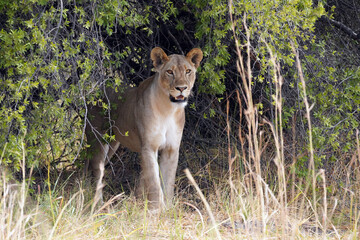 Lionne dans la réserve de Moremi, le long du delta de, l'Okavango au Botswana