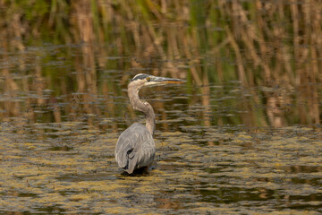 Great Blue Heron fishing in the marsh