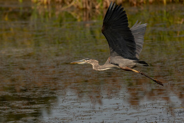 Great Blue Heron flies over the marsh
