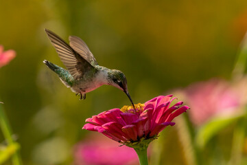 Ruby-throated Hummingbird gathers nectar from flowers in the garden