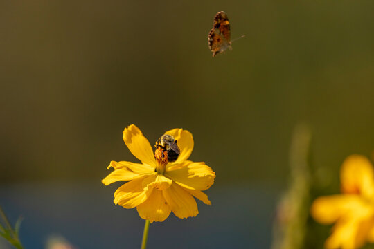 Bumblebee gathers pollin from a flower in the garden