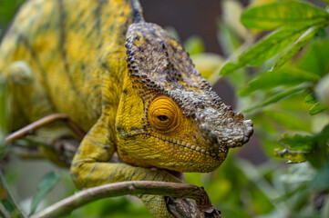 close up of iguana © Konstantin