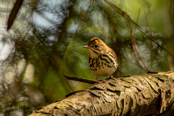 Ovenbird perched on a tree branch in the Delaware Water Gap National Recreation Area