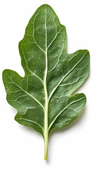 Obraz premium Vibrant Green Leaf Photo