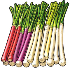 Fototapeta premium Colorful scallions bunch, red, purple, white.