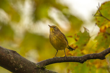 Palm Walber perched on a tree branch