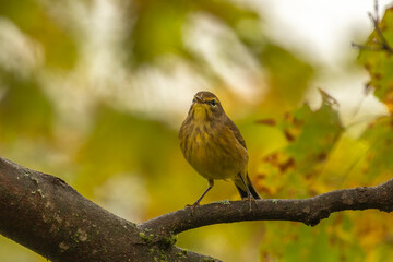 Palm Walber perched on a tree branch