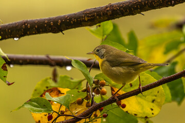 Common Yellow-throat perched on a tree branch