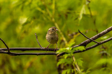 Swamp Sparrow perched on a tree branch