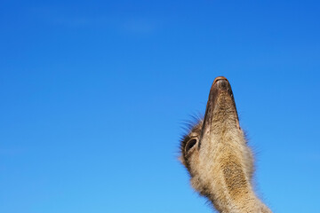 Ostrich, Head shot of funny ostrich.