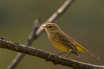 Palm Warbler perched on a tree branch