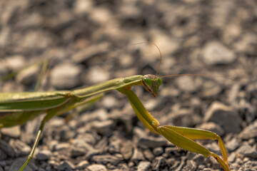 Praying Mantis pauses while it crosses the path