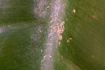 The Araceae family, including Philodendron, often faces infestation problems caused by pests like...