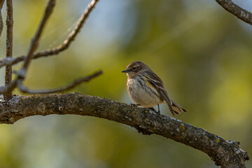 Yellow-rumped Warbler perched on a tree branch