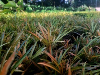 close up of Cryptocoryne grass is a genus of aquatic plants in the family Araceae in the background