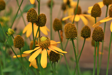 yellow flower and sun light in nature