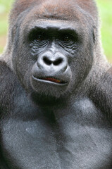 Portrait of Silverback Gorilla