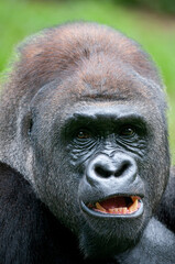 Portrait of Silverback Gorilla