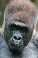 Close up portrait of Silverback Gorilla
