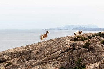 Caprera island. Goat herd grazing at the rocky coast of Caprera island in the Maddalena archipelago...