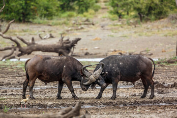 Two African buffalo bulls fight in Kruger National park, South Africa ; Specie Syncerus caffer...