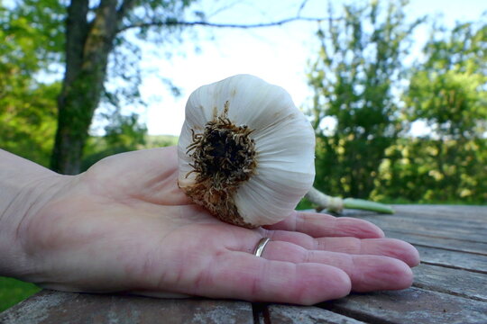 Close up of a large home grown hard neck garlic bulb held in a hand to give an indication of size

