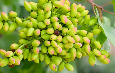 photo of fresh peanuts on the tree