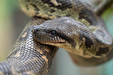 close up of a python