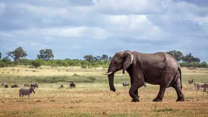 Fototapeta premium Giant African bush elephant walking in lowland in Kruger National park, South Africa ; Specie Loxodonta africana family of Elephantidae