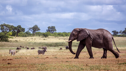 Fototapeta premium Giant African bush elephant walking in lowland in Kruger National park, South Africa ; Specie Loxodonta africana family of Elephantidae