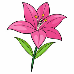 pink lily flower