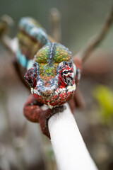 cameleon on branch 