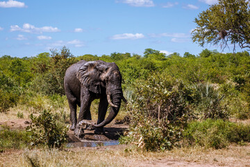 African bush elephant spraying mud from waterhole in Kruger National park, South Africa ; Specie...