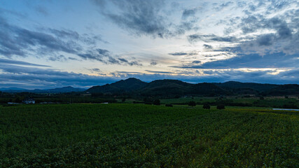 Aerial view of A beautiful view of a long, colorful mountain range and a sunflower field under a bright sunset sky. This image captures the natural beauty, tranquility and charm of the countryside.