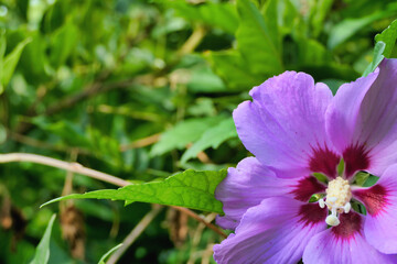 Pink Hibiscus plant in full flower.