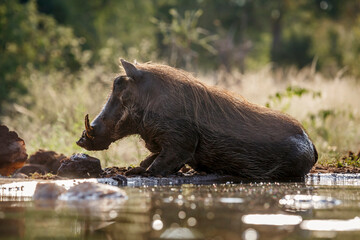 Common warthog backlit bathing in waterhole in Kruger National park, South Africa ; Specie...